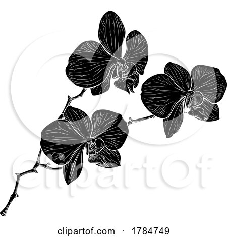Orchid Flower Woodcut Orchids Graphic Design by AtStockIllustration