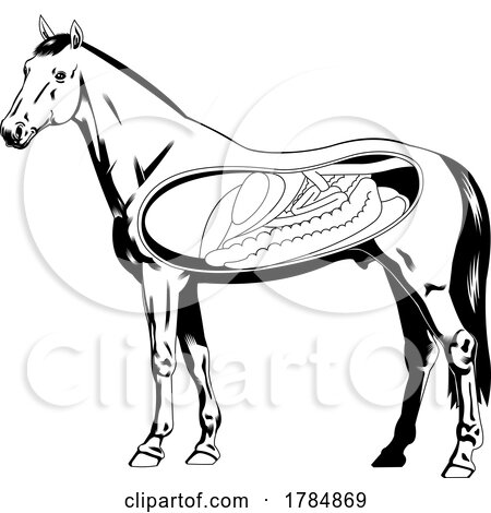 Horse with Visible Organs by Hit Toon