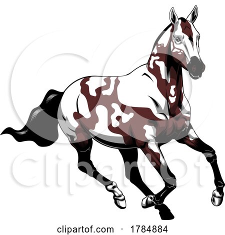 American Paint Horse Running by Hit Toon