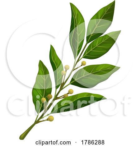 Bay Leaf Branch by Vector Tradition SM