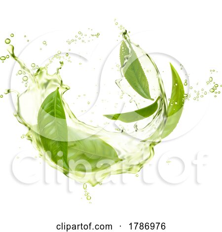 Green Tea Splash and Leaves by Vector Tradition SM