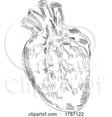 Heart Anatomy Drawing Black and White Isolated by patrimonio