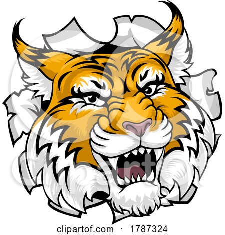 Wildcat Bobcat Sports Team Cartoon Animal Mascot by AtStockIllustration