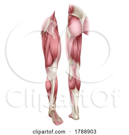 Human Body Leg Muscle Anatomy Diagram Illustration by AtStockIllustration