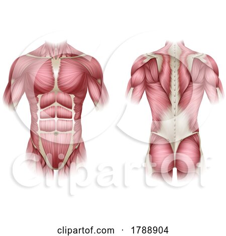 Trunk Human Muscles Anatomy Medical Illustration by AtStockIllustration