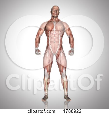 3D Male Figure with Muscle Map in Standing Pose by KJ Pargeter