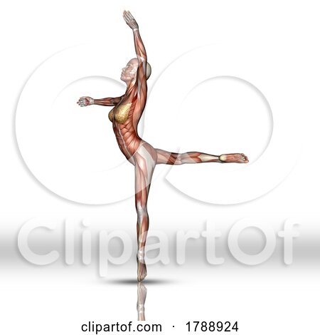 3D Female Figure with Muscle Map Texture in Ballet Pose by KJ Pargeter