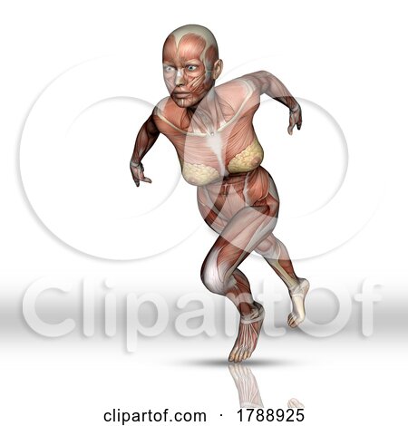 3D Female Figure with Muscle Map in Running Pose by KJ Pargeter