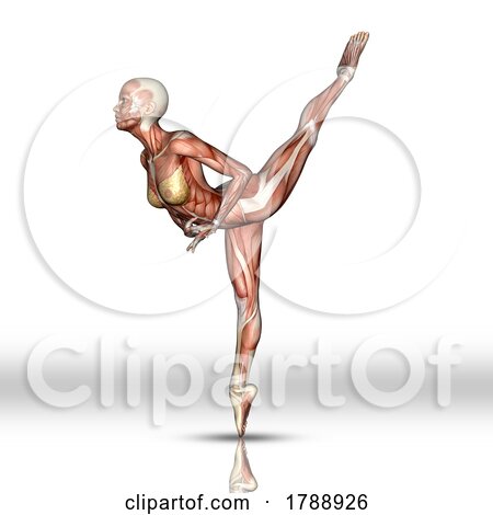 3D Female Figure with Muscle Map in Ballet Pose by KJ Pargeter