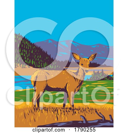 Mule Deer Odocoileus Hemionus in Yellowstone National Park Wyoming WPA Poster Art by patrimonio