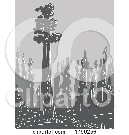 General Sherman Tree in Sequoia National Park California Monoline Line Art Grayscale Drawing by patrimonio