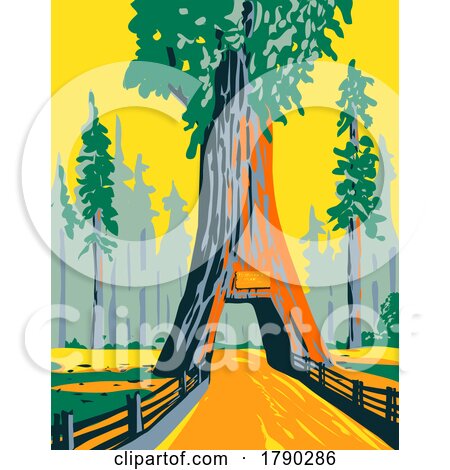 Chandelier Tree in Drive Thru Tree Park Within Redwood National Park California WPA Poster Art by patrimonio