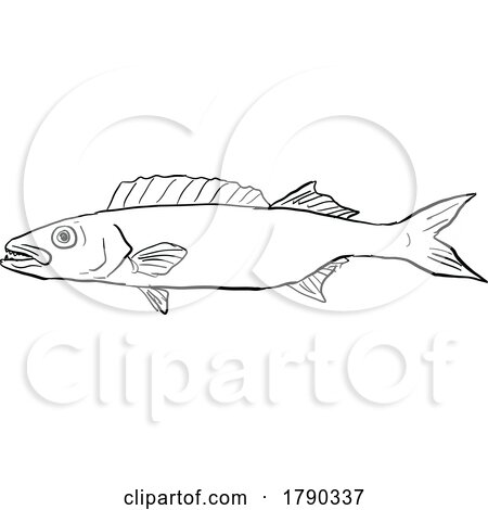 Oilfish HAWAII FISH DWG BW CUT by patrimonio