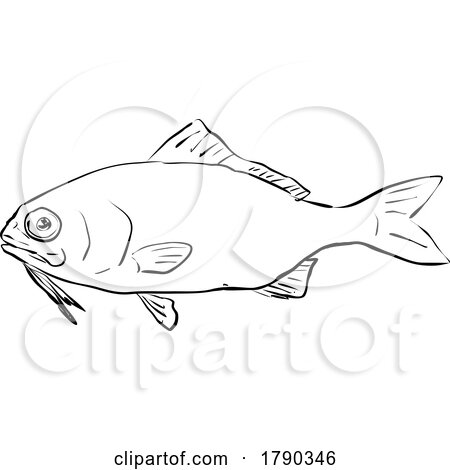 Beardfish Hawaii Fish Cartoon Drawing Black and White by patrimonio