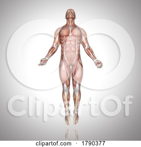 3D Male Figure with Muscle Map in Ascending Pose by KJ Pargeter