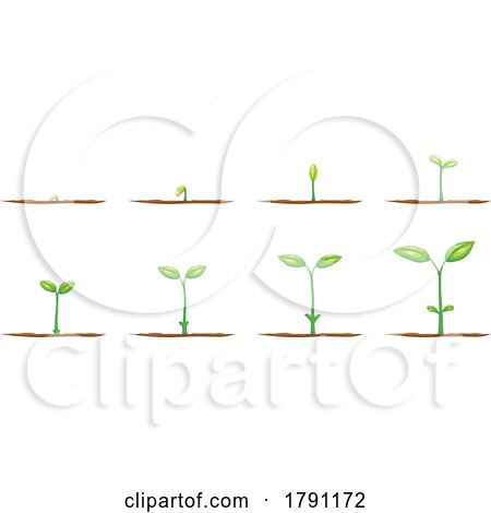 Seedling Growing by Vector Tradition SM