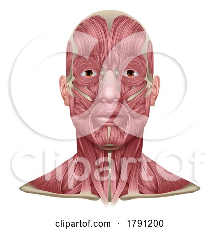 Face and Neck Muscles Medical Anatomy Diagram by AtStockIllustration
