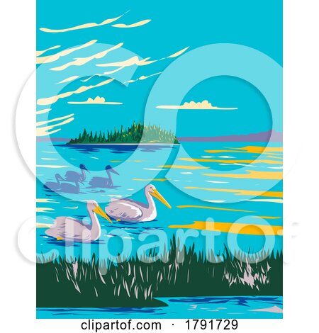 Pelicans in Astotin Lake Within Elk Island National Park in Alberta Canada WPA Poster Art by patrimonio