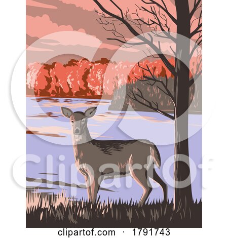 White Tailed Deer at Rouge National Urban Park in Greater Toronto Area Ontario Canada WPA Poster Art by patrimonio