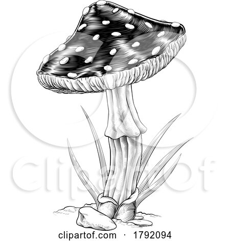 Mushroom Toadstool Fungus Vintage Engraved Woodcut by AtStockIllustration