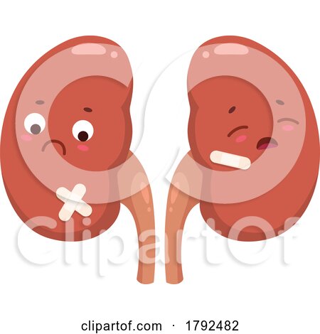 Kidney Organ Mascot by Vector Tradition SM