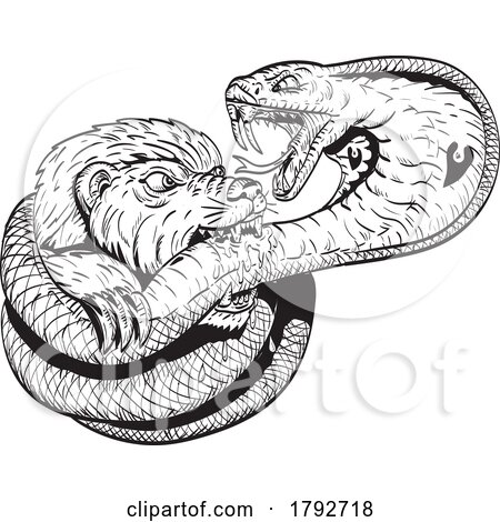 Honey Badger Fighting Biting King Cobra Snake Comics Style Drawing by patrimonio