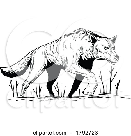 Wolf or Wild Dog Stalking During Winter Viewed from Low Angle Comics Style Drawing by patrimonio
