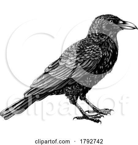 Crow Raven Rook Bird Vintage Engraved Woodcut by AtStockIllustration