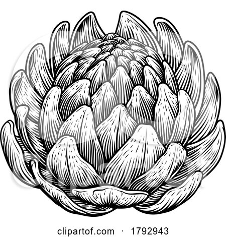 Artichoke Food Vegetable Vintage Engraved Woodcut by AtStockIllustration