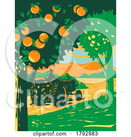 Orange Grove in Central Florida with Farmer Driving Vintage Tractor WPA Art Deco Poster by patrimonio