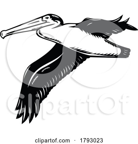 California Brown Pelican or Pelecanus Occidentalis Californicus Flying Retro Woodcut Black and White by patrimonio