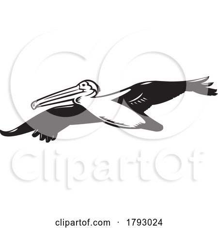 California Brown Pelican or Pelecanus Occidentalis Californicus Flying High Retro Woodcut Black and White by patrimonio