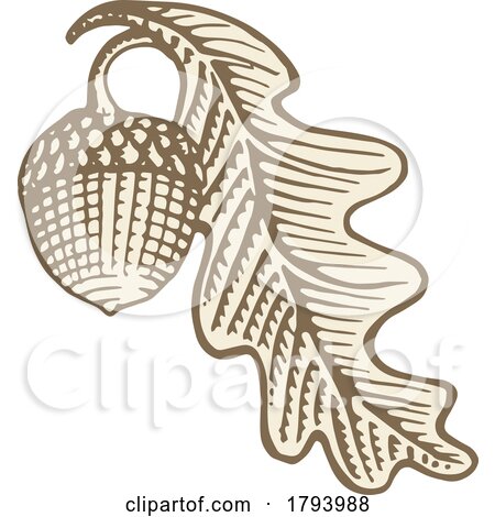 Engraved Acorn and Oak Leaf Design by Any Vector