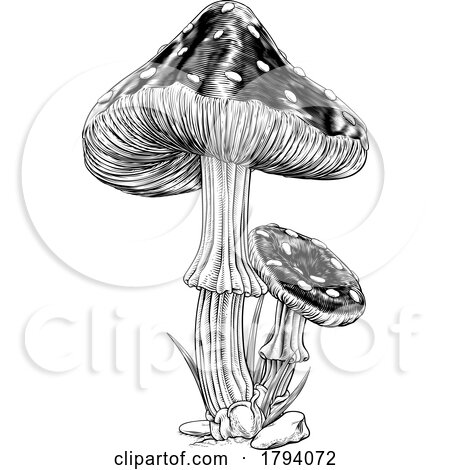 Mushrooms Toadstools Vintage Engraved Woodcut by AtStockIllustration