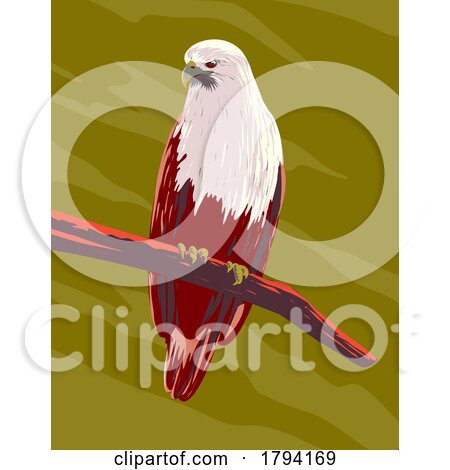 Brahminy Kite Haliastur Indus or Red Backed Sea Eagle Perching on Branch Front View WPA Art by patrimonio