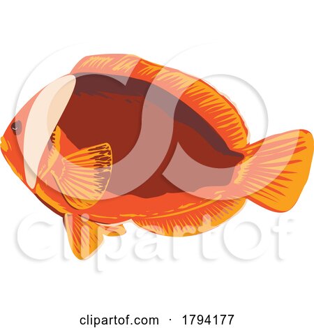 Red Anemonefish or Australian Clownfish in Oslob Cebu Philippines WPA Art Deco by patrimonio