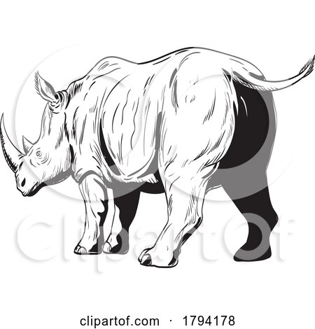 Rhinoceros or Rhino Charging Low Angle View Comics Style Drawing by patrimonio