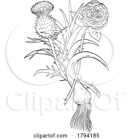 Four Emblems of Great Britain English Rose Welsh Leek and Scottish Thistle Line Drawing Black and White by patrimonio