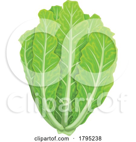 Lettuce by Vector Tradition SM