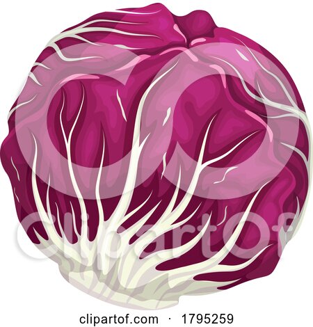 Red Cabbage by Vector Tradition SM
