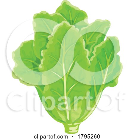 Lettuce by Vector Tradition SM
