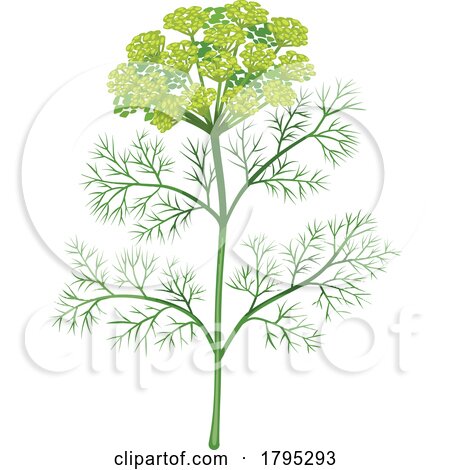 Dill Weed by Vector Tradition SM
