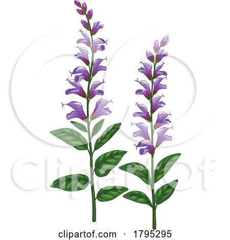 Salvia by Vector Tradition SM
