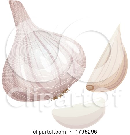 Garlic by Vector Tradition SM