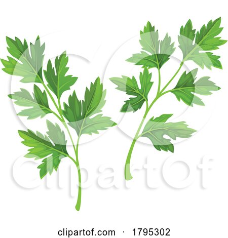 Parsley Leaves by Vector Tradition SM