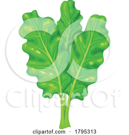 Chard by Vector Tradition SM