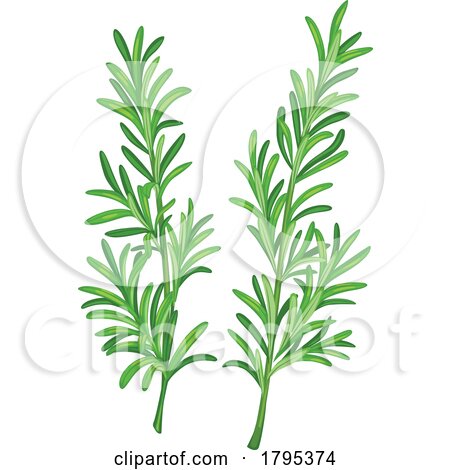 Rosemary by Vector Tradition SM