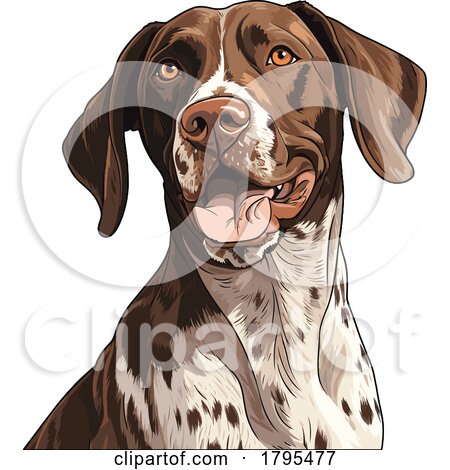 German Shorthaired Pointer by stockillustrations