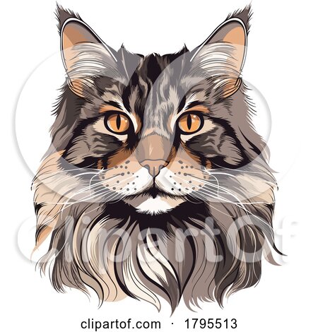 Maine Coon by stockillustrations