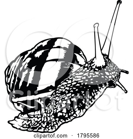 Black and White Snail by dero